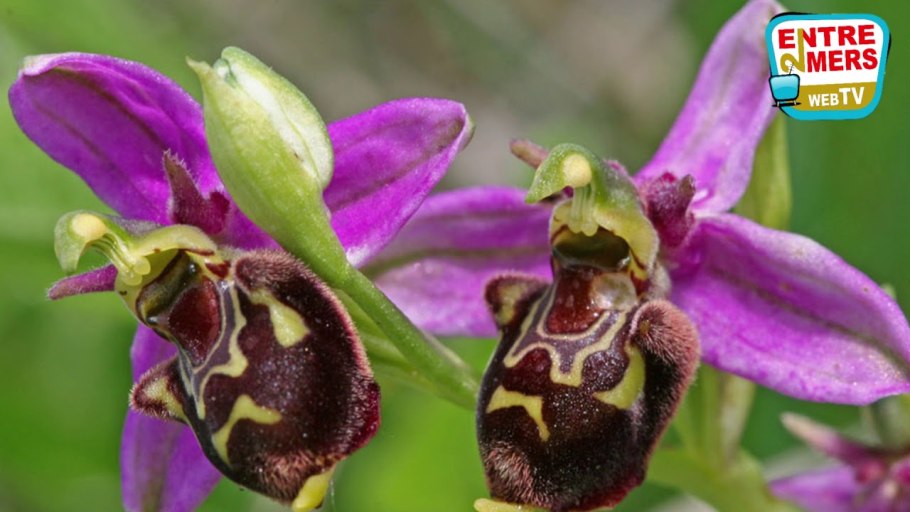 Орхидея-Шмель, Офрис пчелоносная (Ophrys apifera)