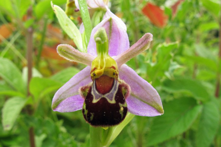Офрис насекомоносный