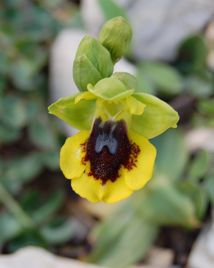Орхидея «смеющийся Шмель» (Ophrys bombyliflora)