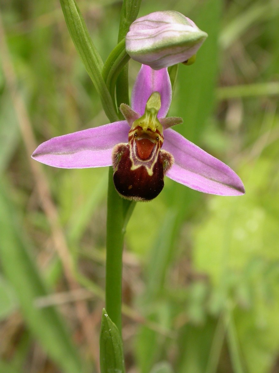 Офрис Мухоноски