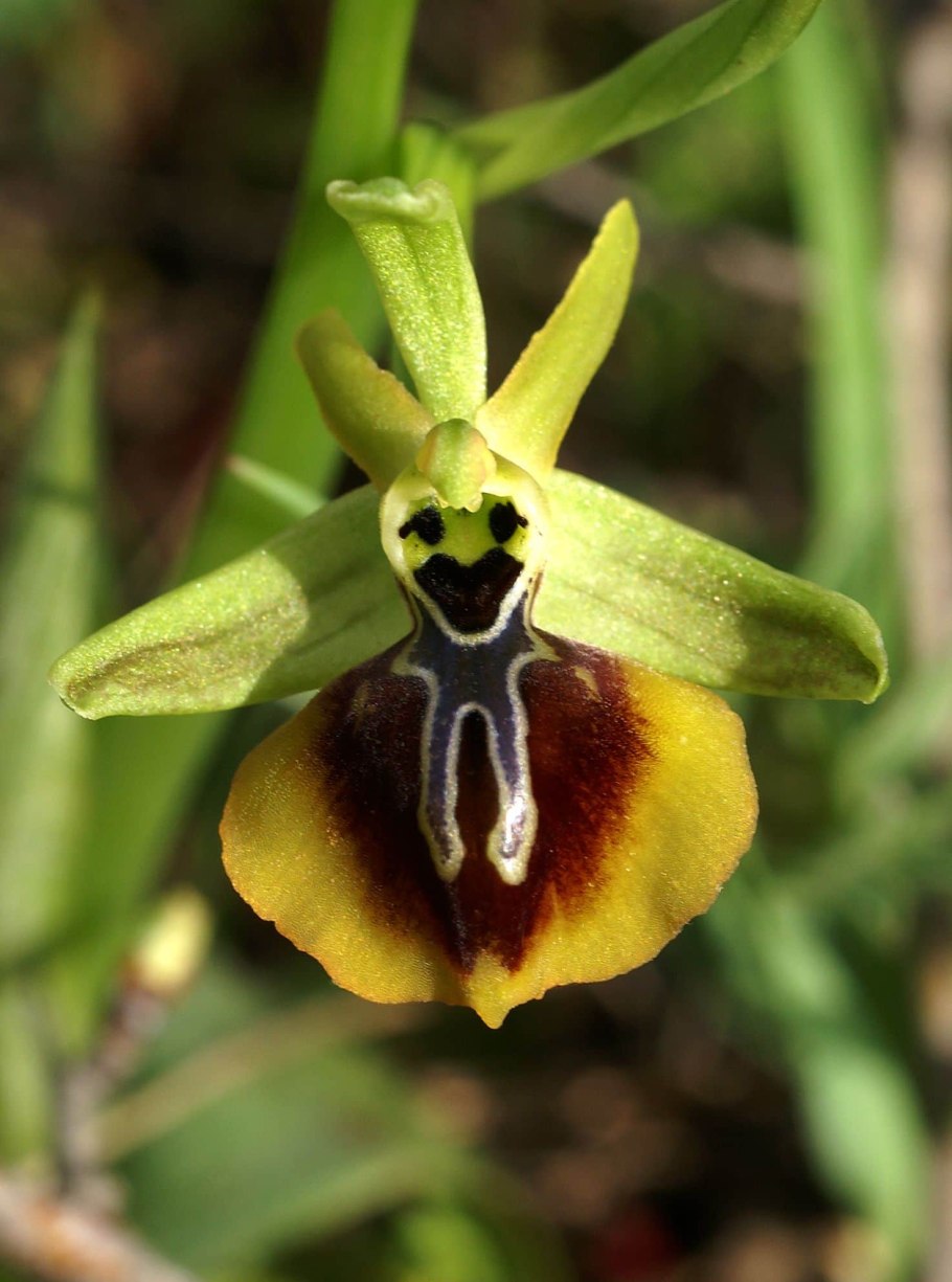 Ophrys Caucasica