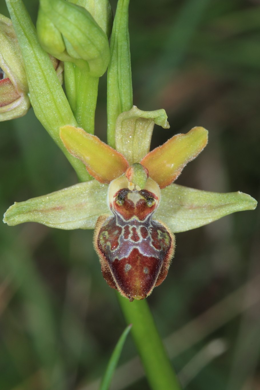 Ophrys argentaria