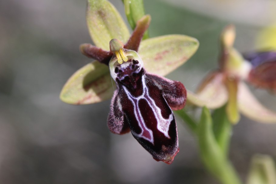 Орхидея «смеющийся Шмель» (Ophrys bombyliflora)