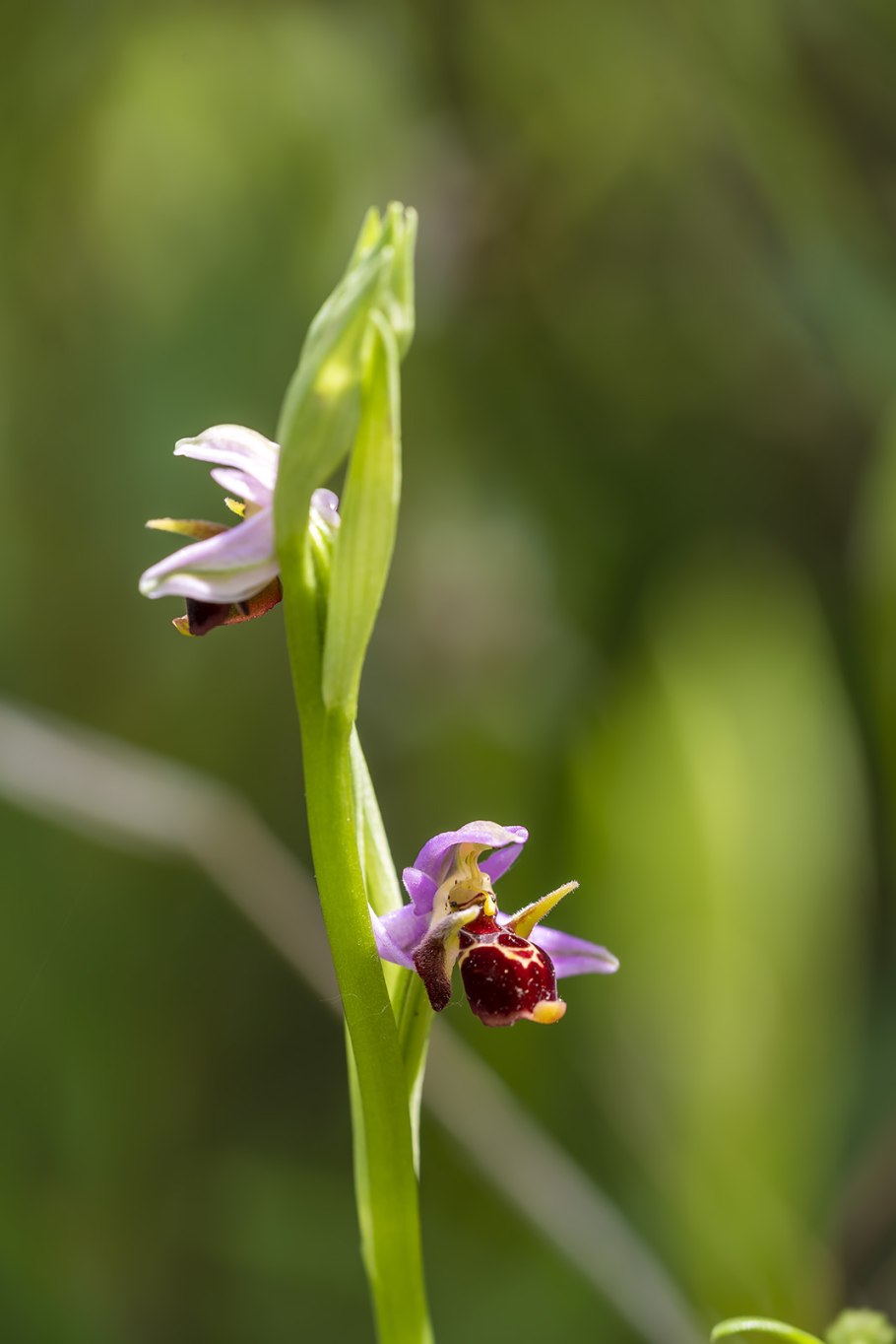 Орхидея-Шмель, Офрис пчелоносная (Ophrys apifera)