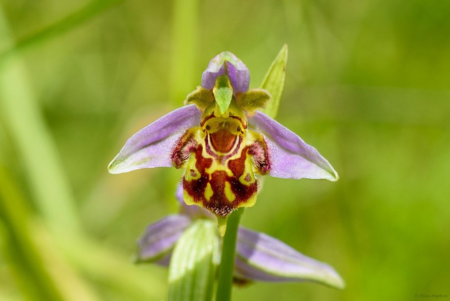 Орхидея Офрис пчелоносная