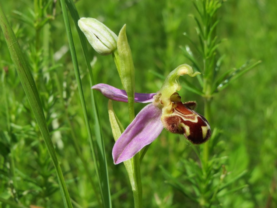 Bee orchid