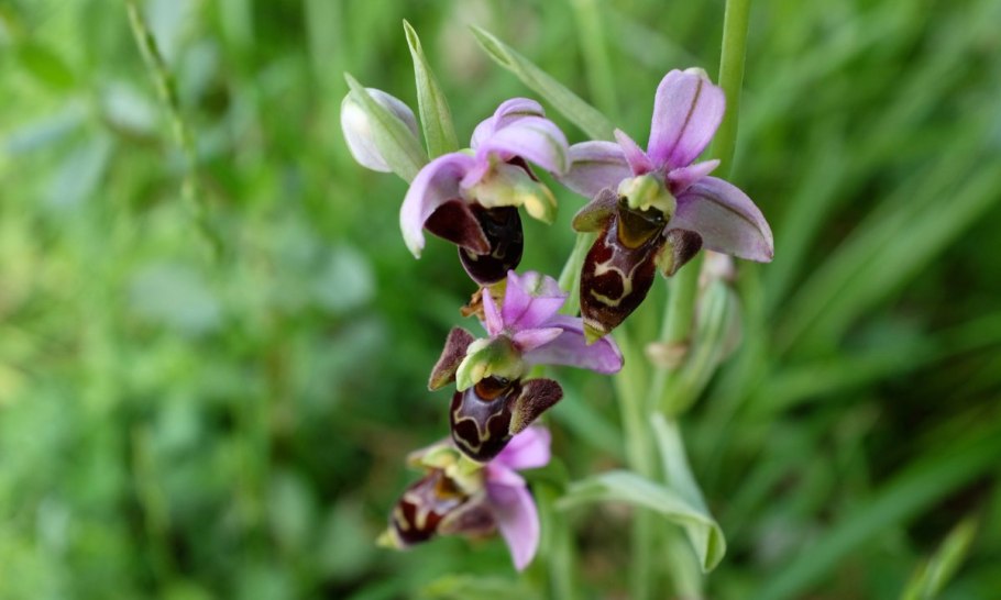 Офрис пчелоносная Офрис кавказский