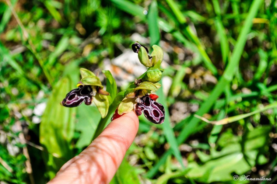 Орхидея Офрис рогатая