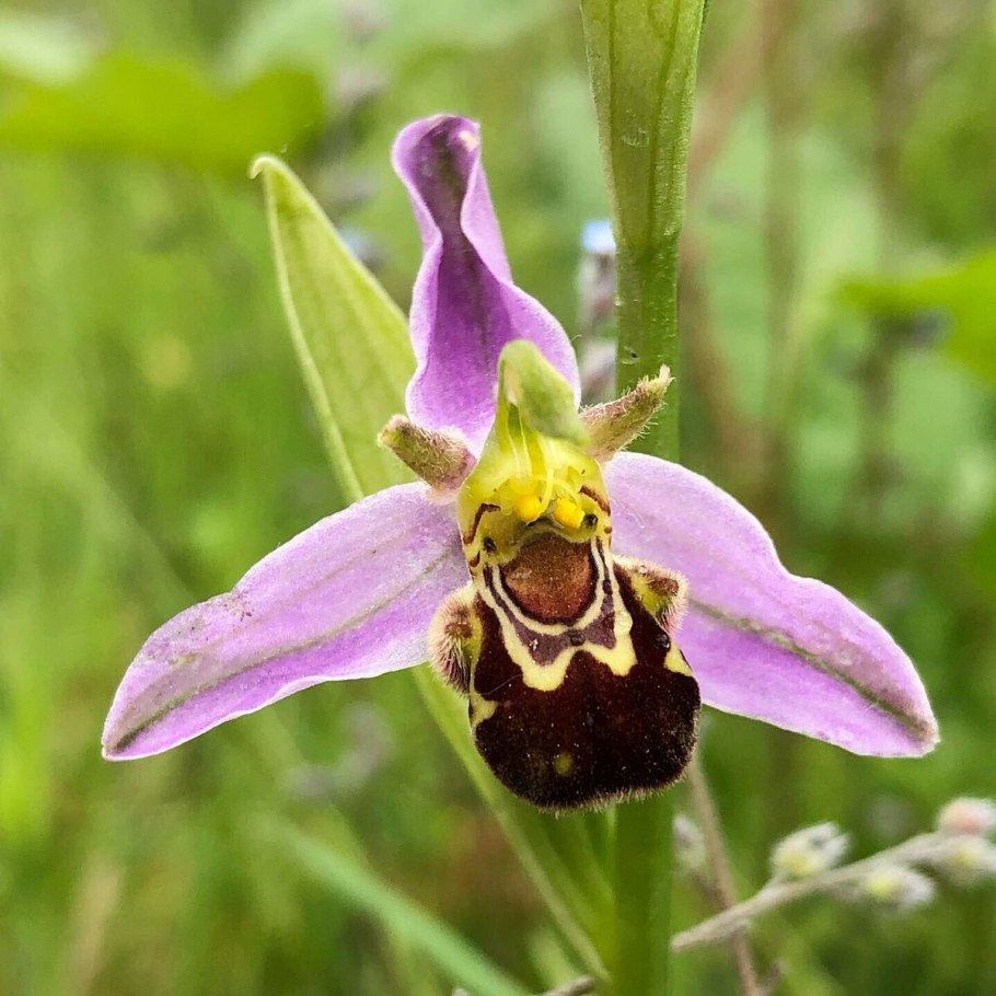 Ophrys apifera