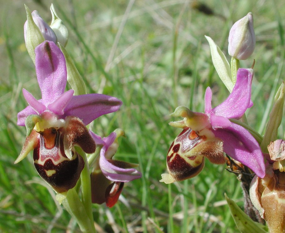 Ophrys apifera