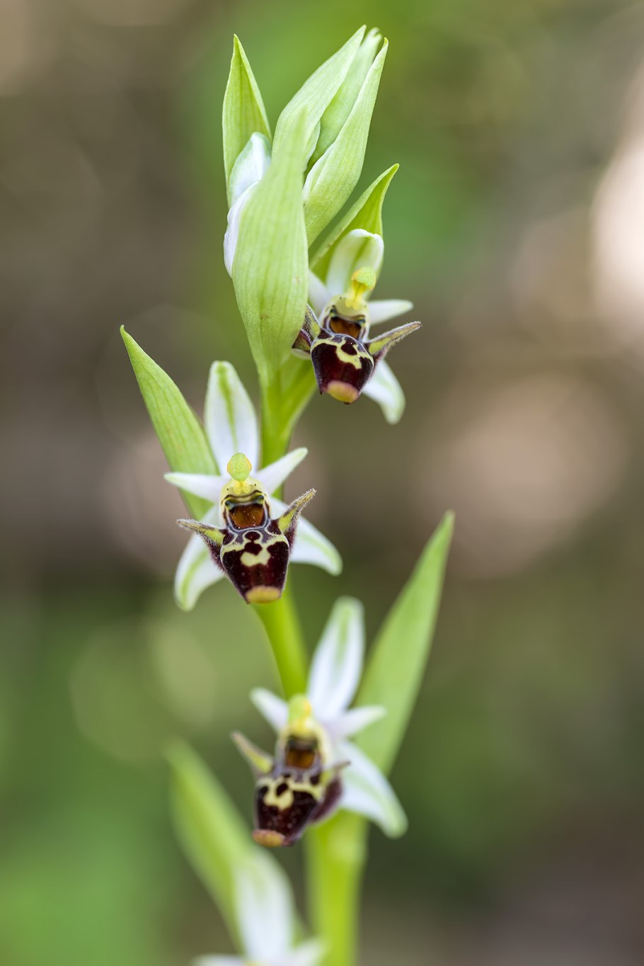 Офрис Мухоноски