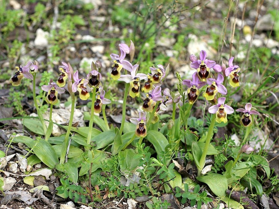 Ophrys Caucasica