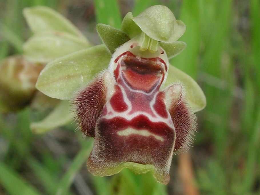 Офрис Кавказская Ophrys Caucasica