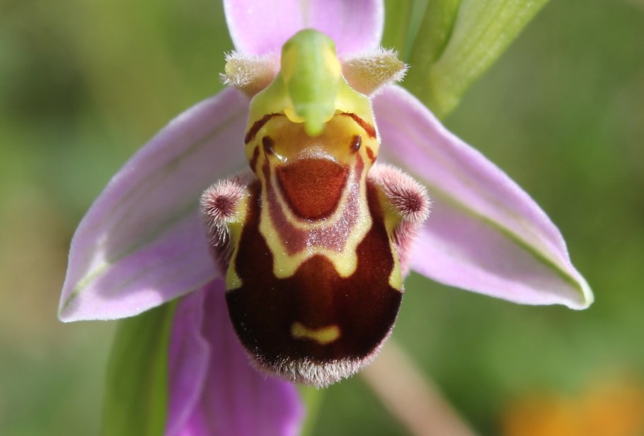 Ophrys apifera