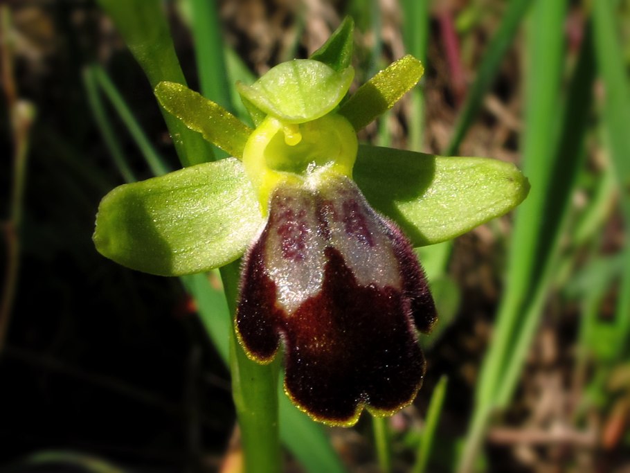 Орхидея пчела