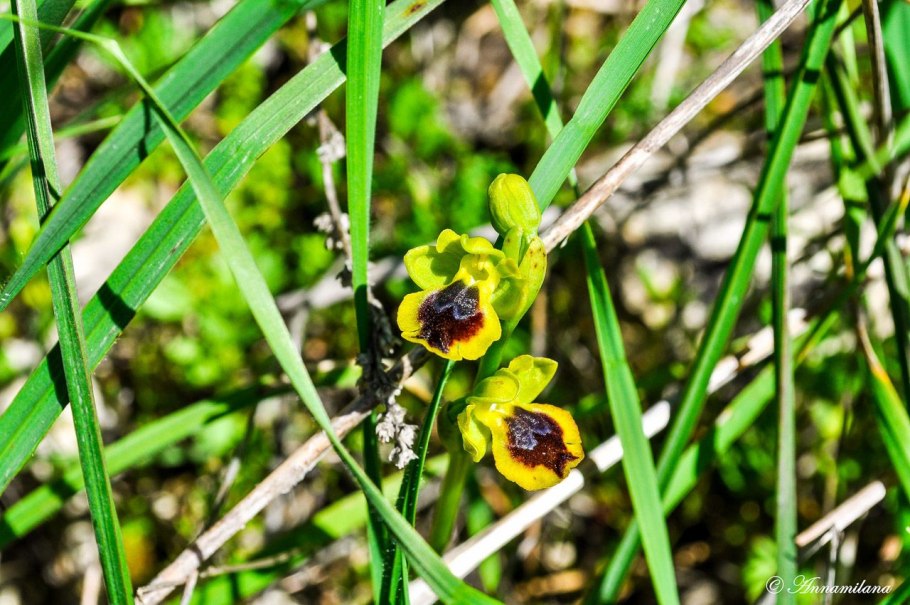 Орхидеи Кавказского заповедника