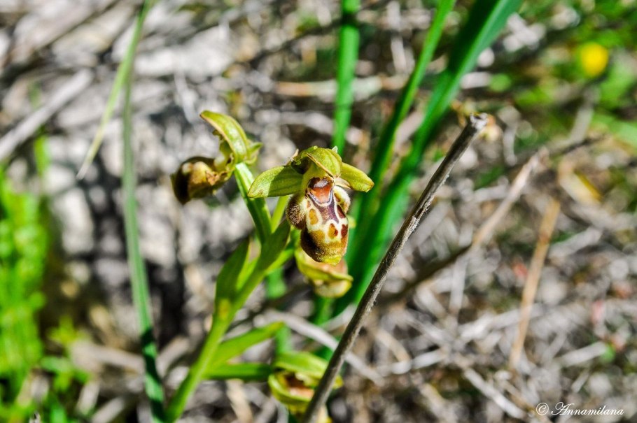 Офрис пчелоносная опыление