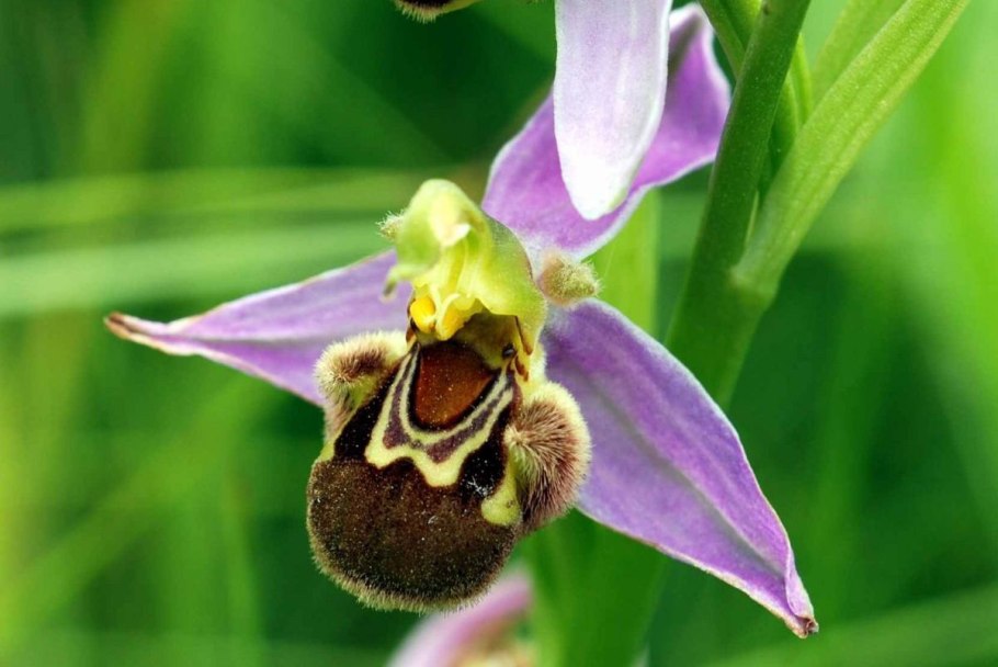 Орхидея Офрис пчелоносная