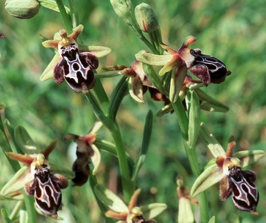 Ophrys apifera