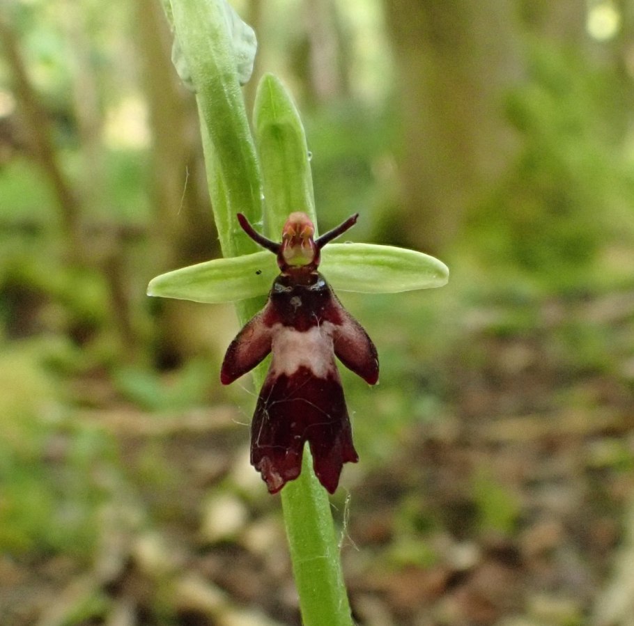 Осиная Орхидея Офрис