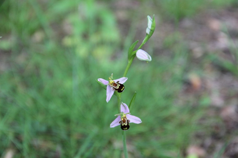 Офрис Кавказская Ophrys Caucasica