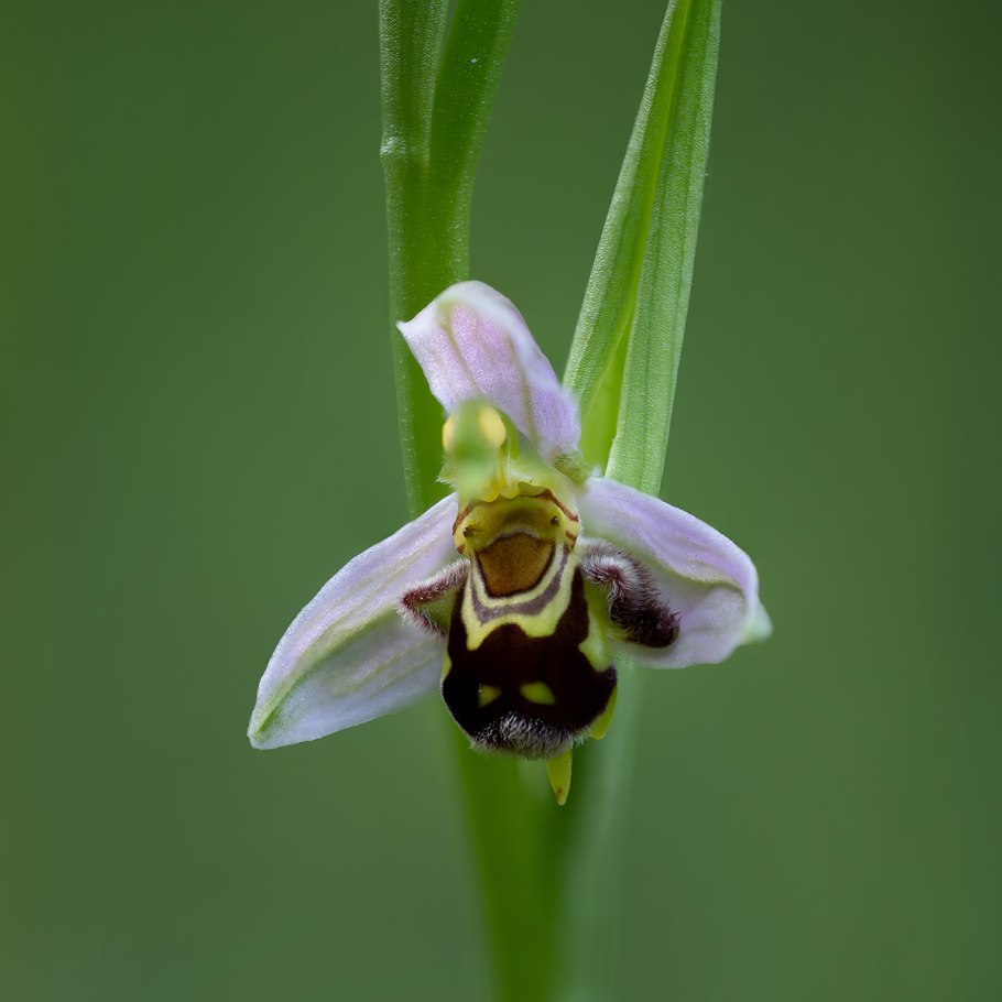 Орхидея Офрис пчелоносная