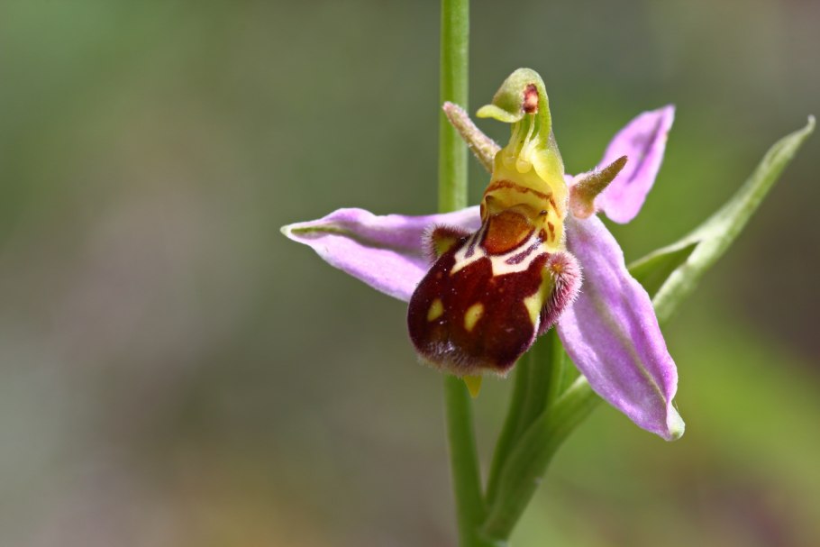 Орхидея ophrys apifera