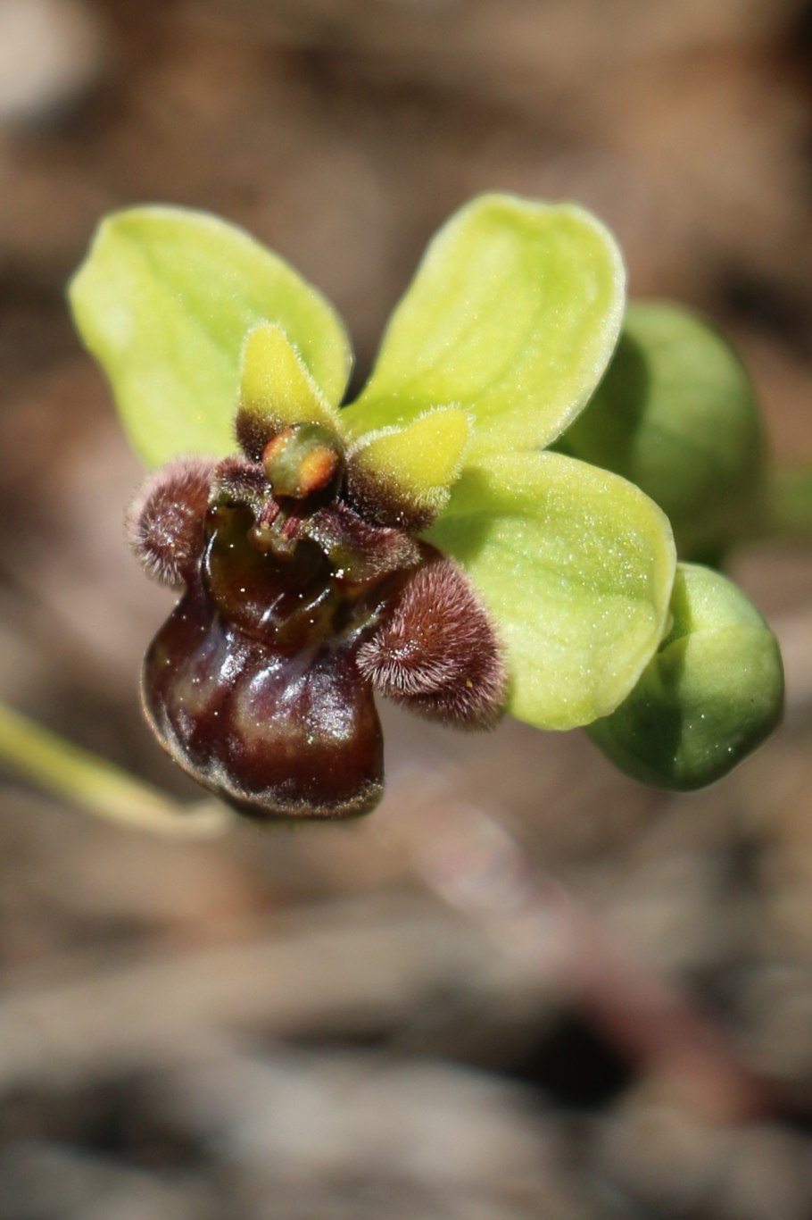 Офрис Кавказская