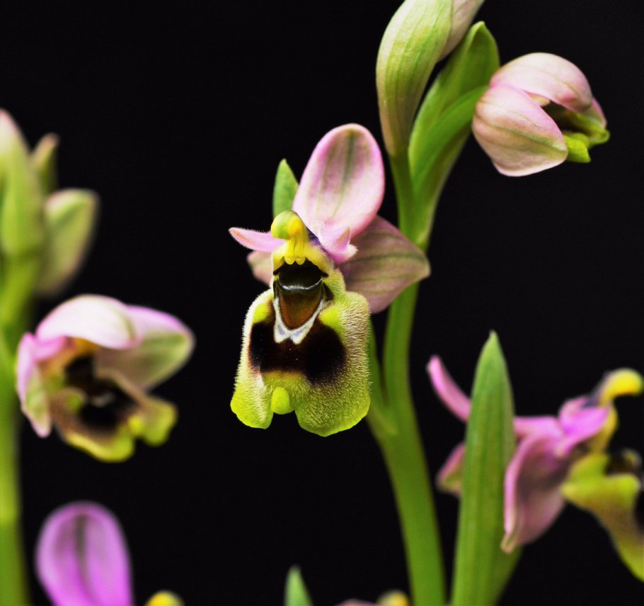 Орхидея Мимикрия