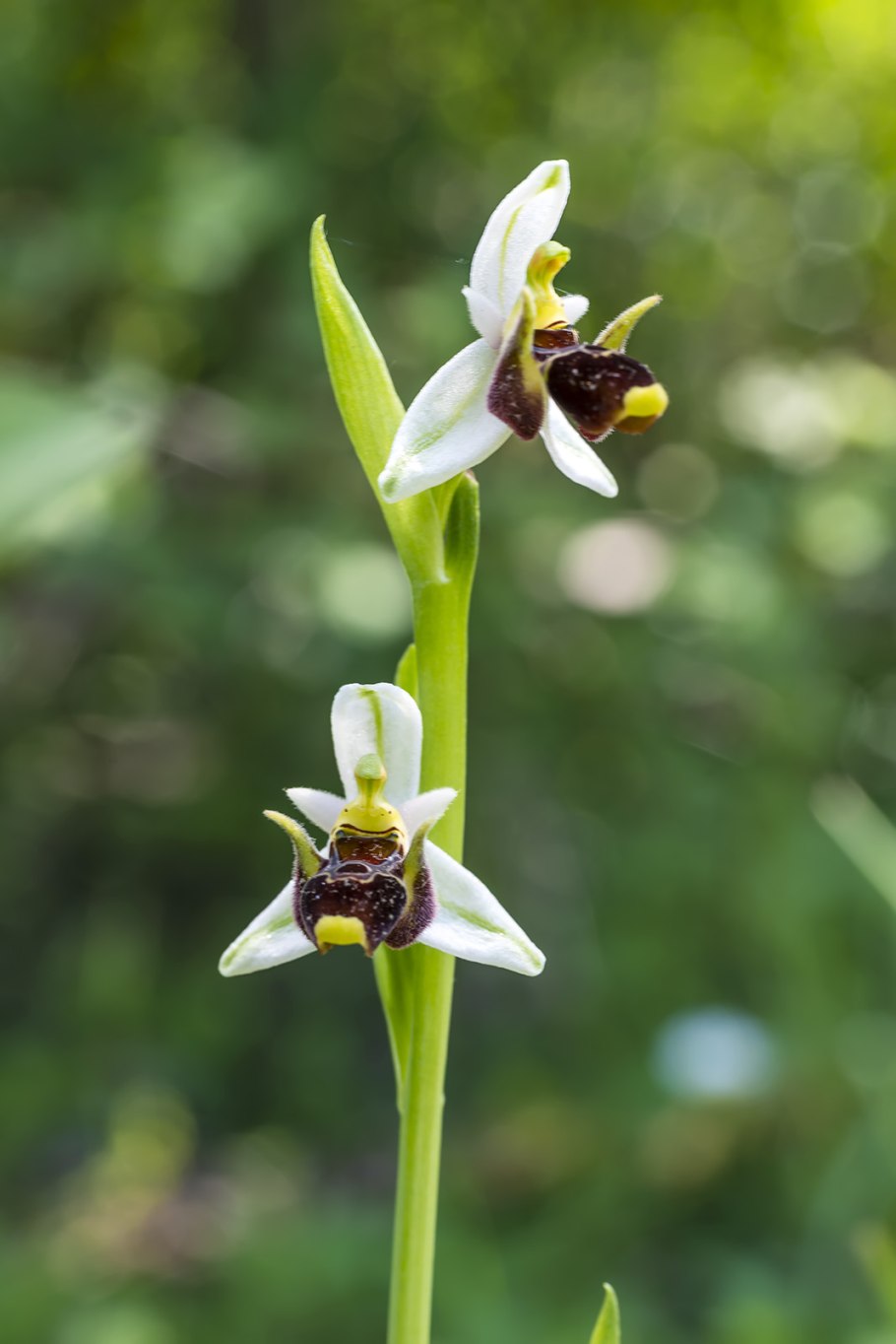 Кавказская Орхидея фото