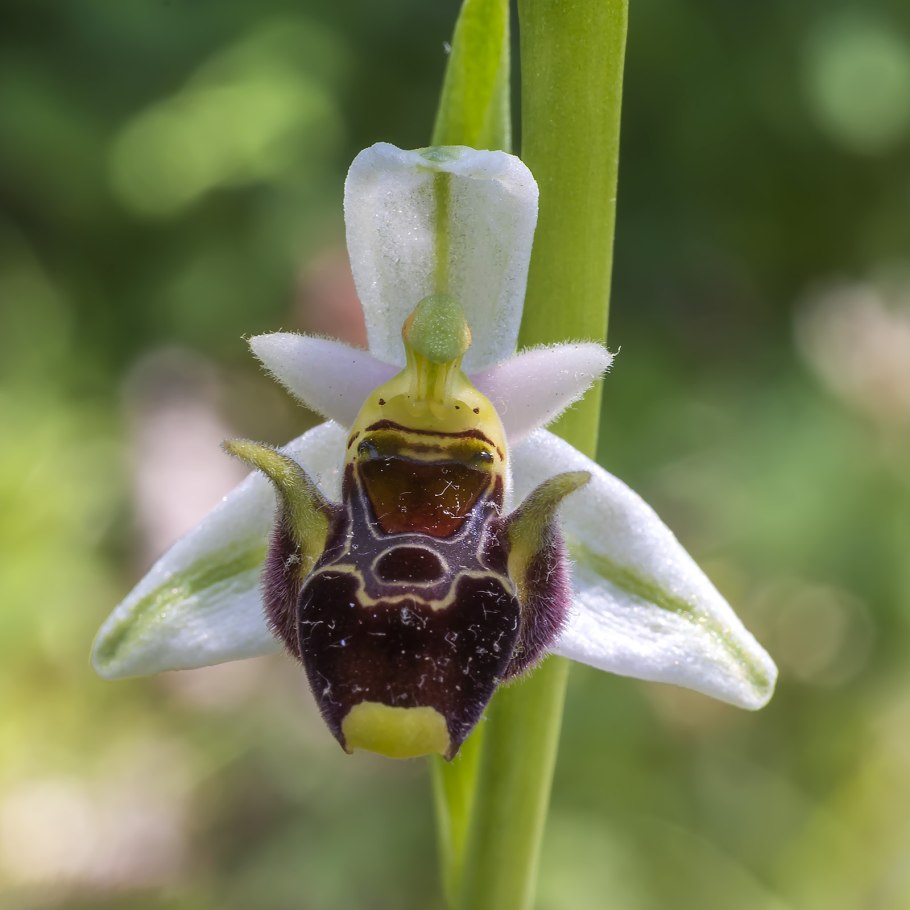 Ophrys apifera