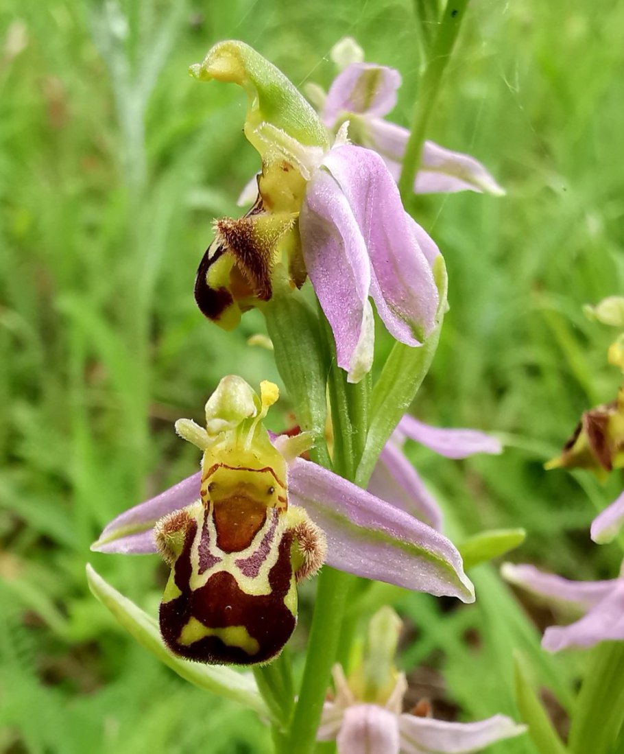 Ophrys apifera