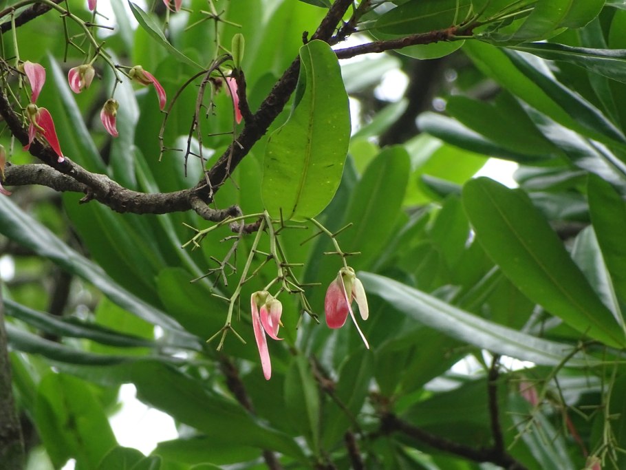 Rhopalocarpaceae/Sphaerosepalaceae (Ропалокарповые/сферосепаловые)
