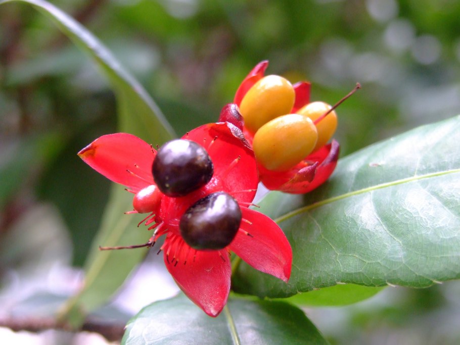 Ochna integerrima