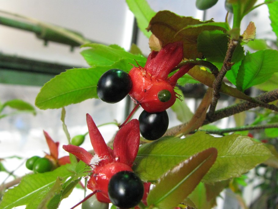 Охна мелкозубчатая