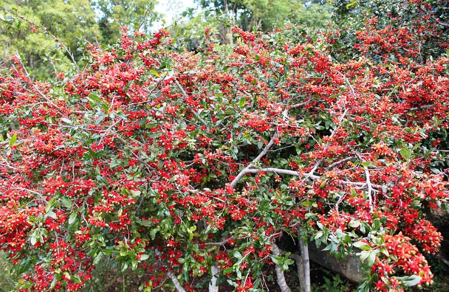 Ochna Atropurpurea