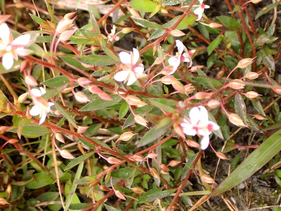 Хризобалановые (Chrysobalanaceae