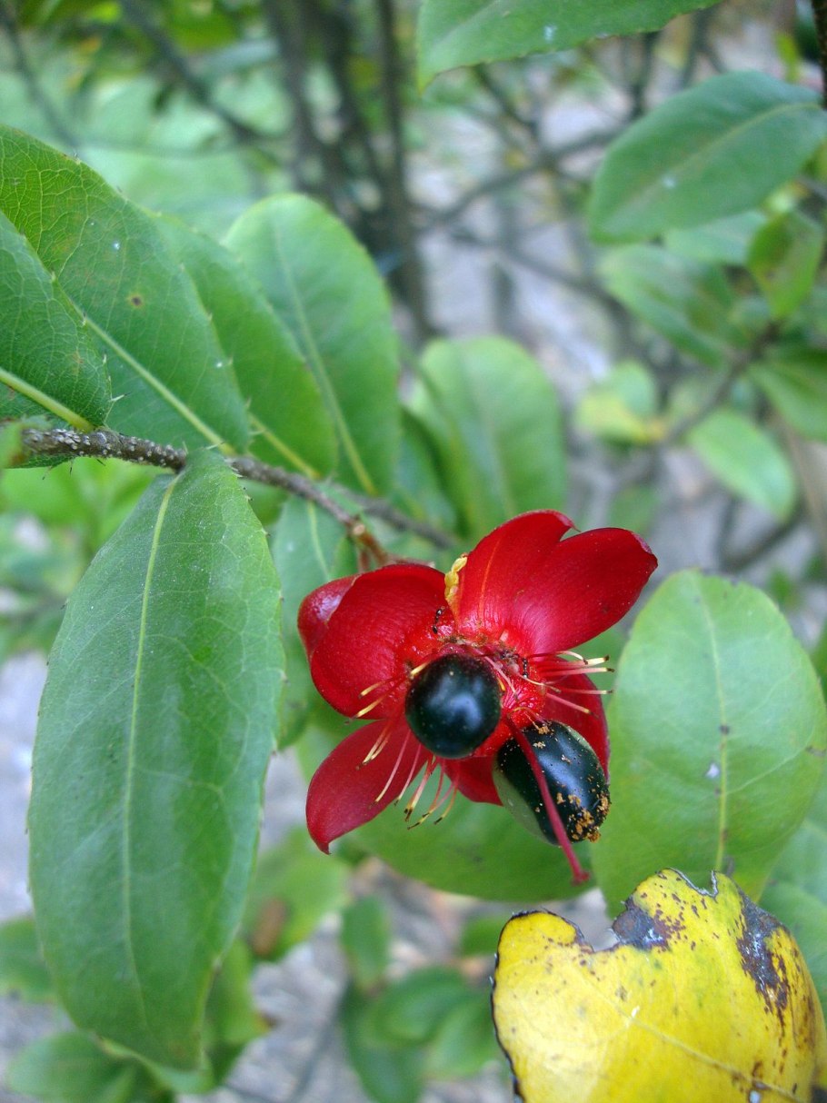 Охна многоцветковая