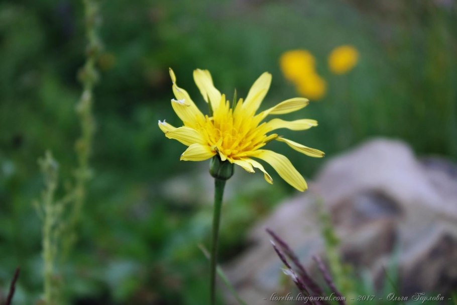 Ястребинка Баугина