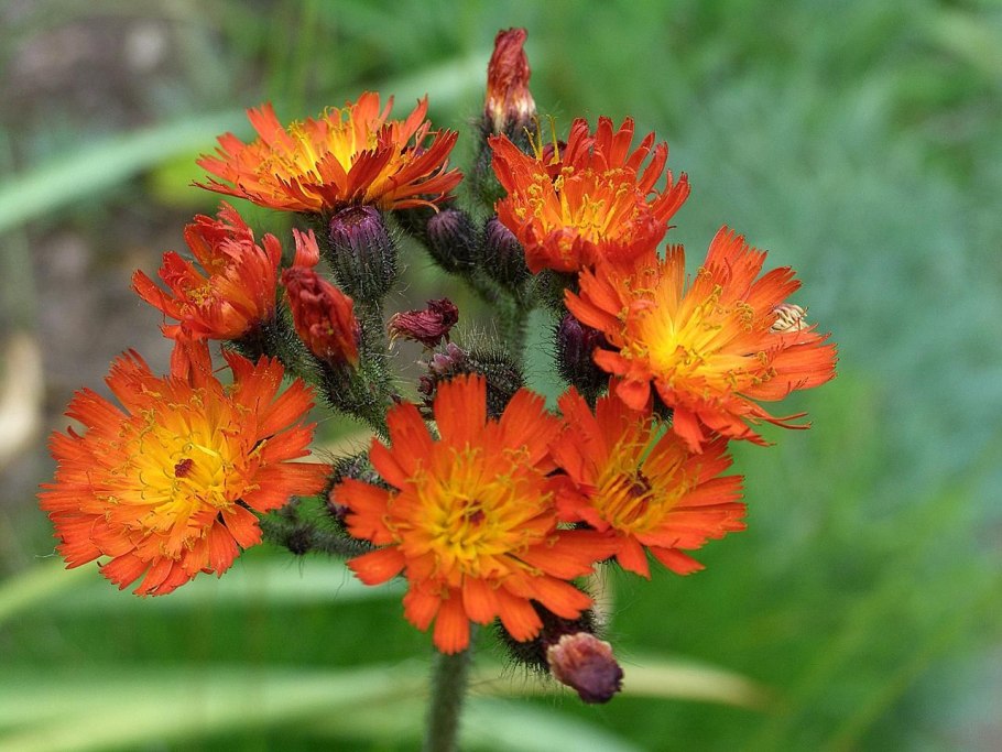 Ястребинка савойская