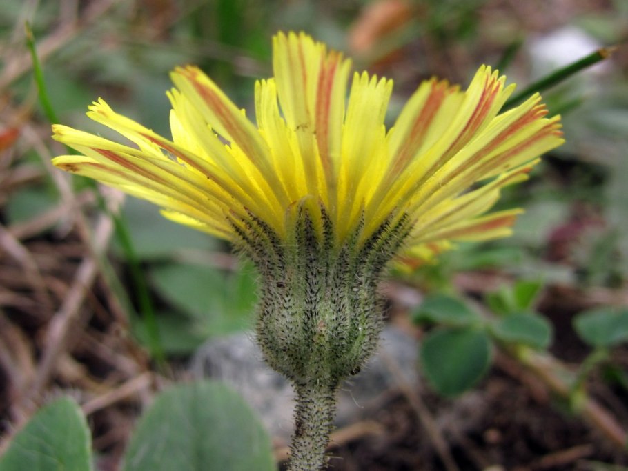 Ястребинка волосистая Hieracium pilosella
