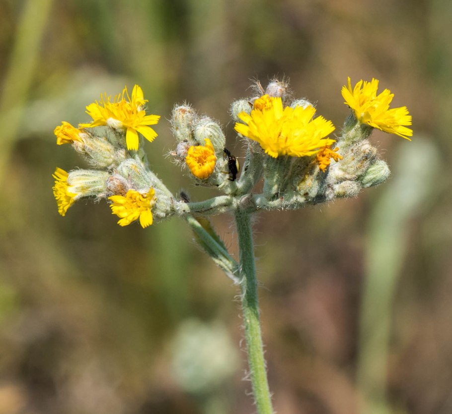 Pilosella echioides