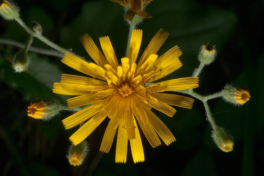 Hieracium laevigatum