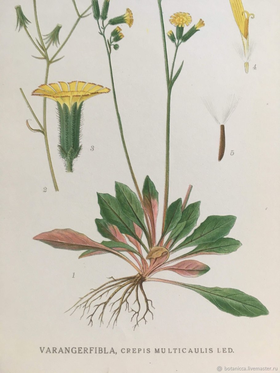 Ястребинка ядовитая