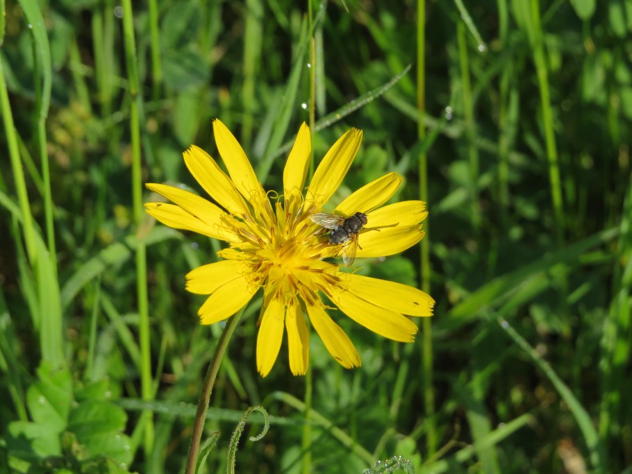 Ястребинка вариегатная