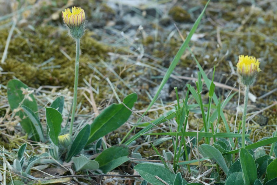 Pilosella officinarum