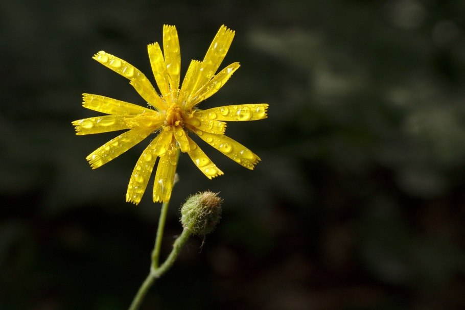Ястребинка мохнатая- Hieracium villosum