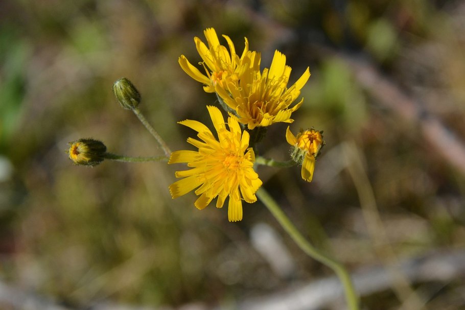 Ястребинка Луговая