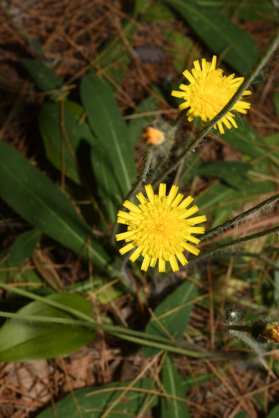 Ястребинка волосистая hieracium pilosella