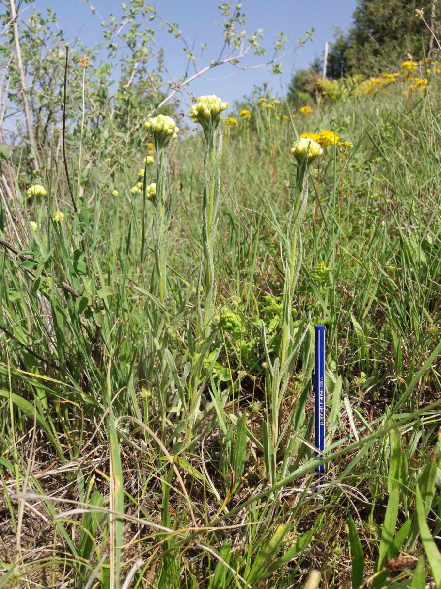 Растение бессмертник песчаный цмин